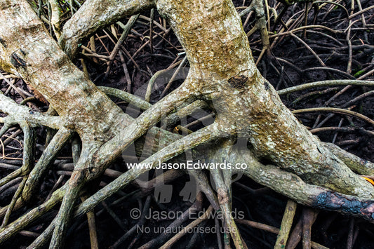The tangled tree root system of a mangrove forest anchored into the mud of a tidal swamp. Unguja Island, Jozani Chwaka Bay National Park, Zanzibar, Tanzania.
