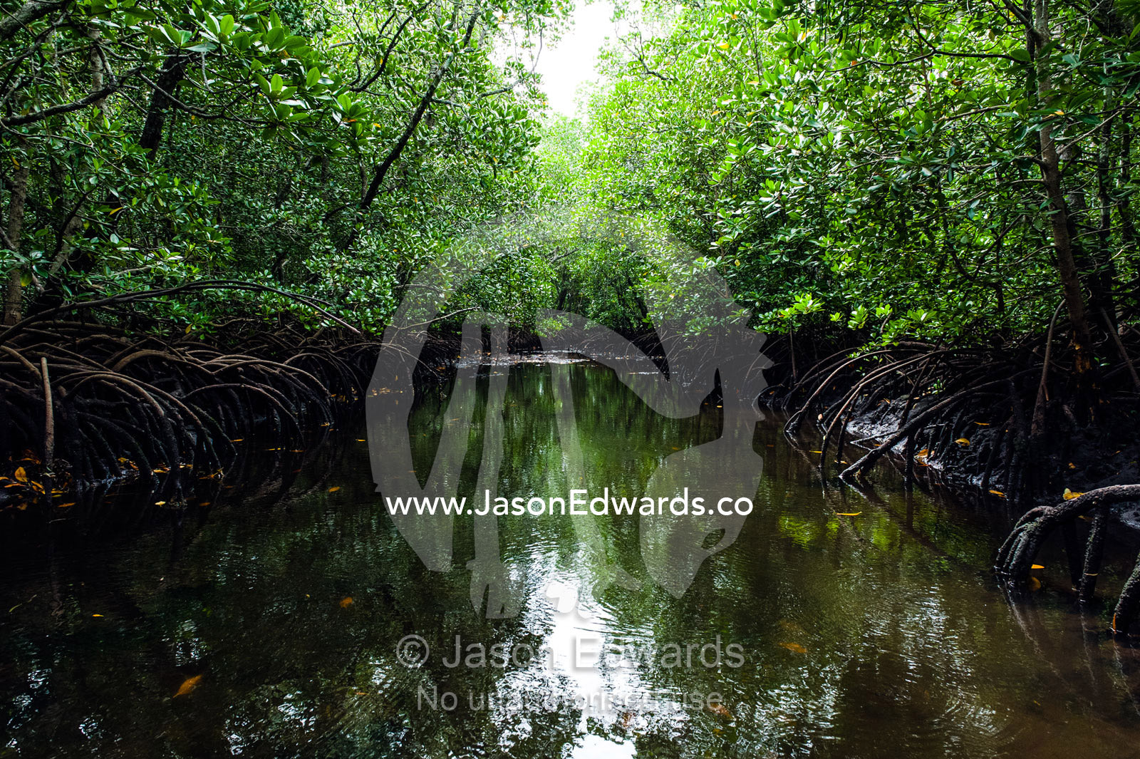 Mangrove trees crowd a tidal river that drains the flooded swamp forest at low tide. Unguja Island, Mapopwe Creek, Jozani Chwaka Bay National Park, Zanzibar, Tanzania.