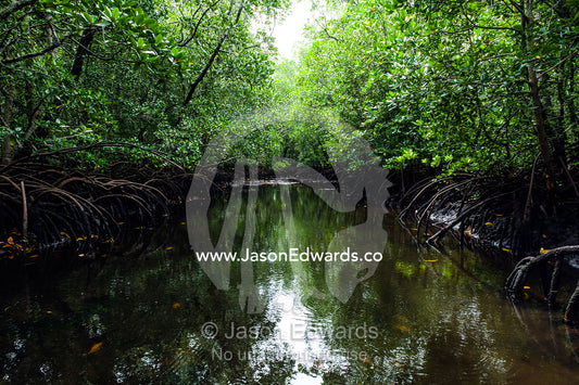 Mangrove trees crowd a tidal river that drains the flooded swamp forest at low tide. Unguja Island, Mapopwe Creek, Jozani Chwaka Bay National Park, Zanzibar, Tanzania.