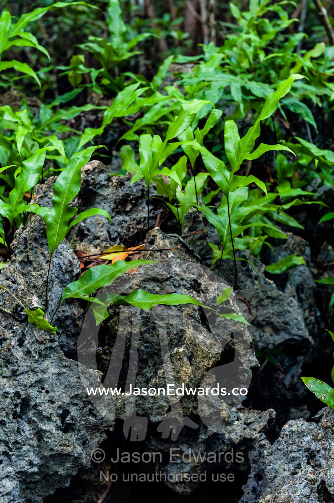 In a mangrove forest Musk Fern sprouts from any available surface even a dead jagged coral reef. Unguja Island, Jozani Chwaka Bay National Park, Zanzibar, Tanzania.