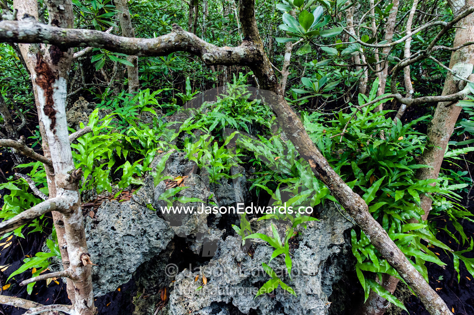 In a mangrove forest Musk Fern sprouts from any available surface even a dead jagged coral reef. Unguja Island, Jozani Chwaka Bay National Park, Zanzibar, Tanzania.