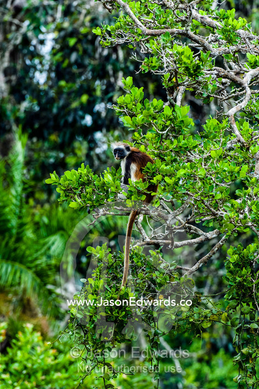 An endangered Zanzibar Red Colobus resting in the canopy of a Coral Rag Forest. Unguja Island, Jozani Chwaka Bay National Park, Zanzibar, Tanzania.