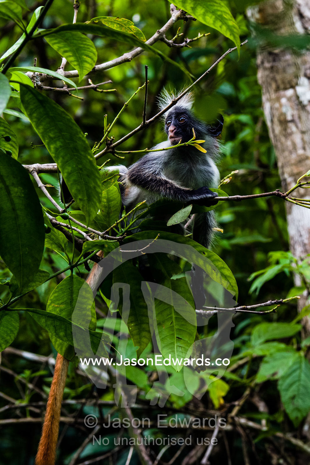 An cautious Zanzibar Red Colobus peering from the canopy of a Coral Rag Forest. Unguja Island, Jozani Chwaka Bay National Park, Zanzibar, Tanzania.