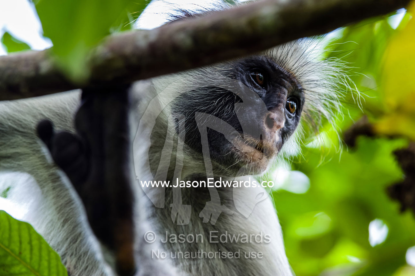 A Zanzibar Red Colobus resting in the canopy of a Coral Rag Forest. Unguja Island, Jozani Chwaka Bay National Park, Zanzibar, Tanzania.