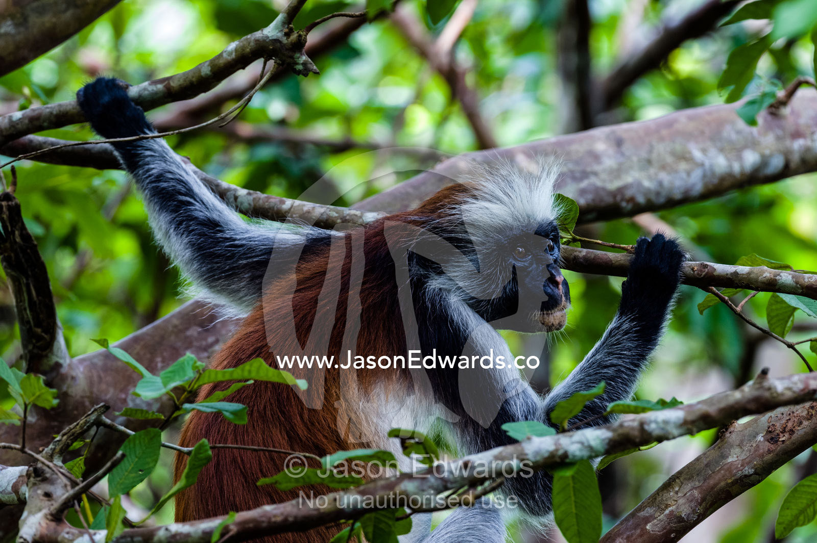 A Zanzibar Red Colobus listening to the sounds of a Coral Rag Forest. Unguja Island, Jozani Chwaka Bay National Park, Zanzibar, Tanzania.