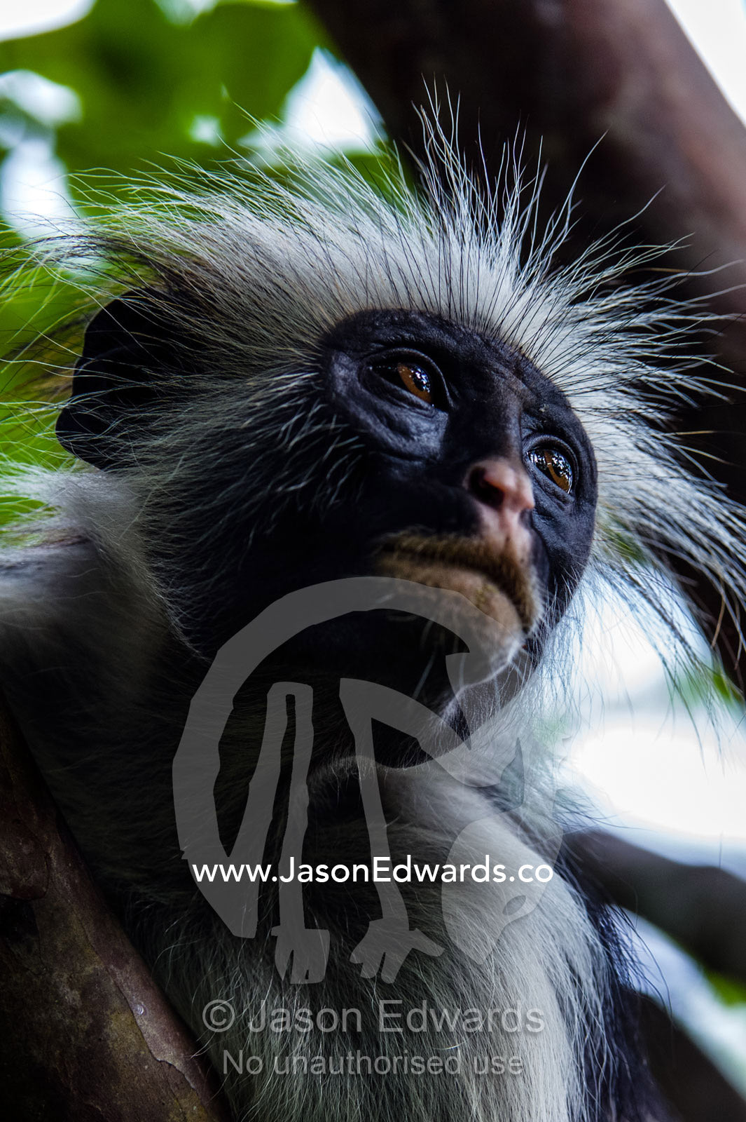 The spiky hair of a Zanzibar Red Colobus staring into the canopy of a Coral Rag Forest. Unguja Island, Jozani Chwaka Bay National Park, Zanzibar, Tanzania.