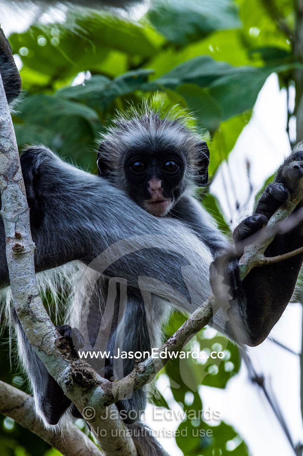 An inquisitive Zanzibar Red Colobus infant peering over it's mothers leg from the canopy of a Coral Rag Forest. Unguja Island, Jozani Chwaka Bay National Park, Zanzibar, Tanzania