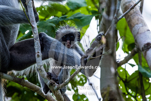 An inquisitive Zanzibar Red Colobus infant peering over it's mothers leg from the canopy of a Coral Rag Forest. Unguja Island, Jozani Chwaka Bay National Park, Zanzibar, Tanzania.