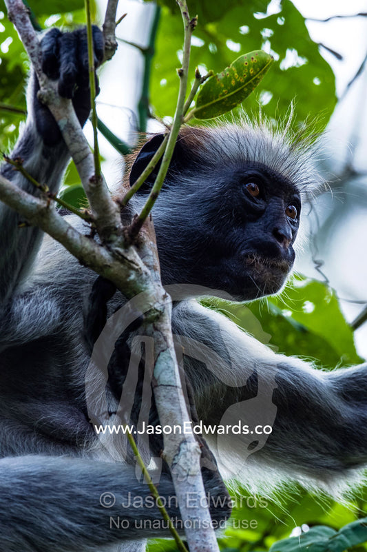 The muscular bicep of a female Zanzibar Red Colobus resting in the canopy of a Coral Rag Forest. Unguja Island, Jozani Chwaka Bay National Park, Zanzibar, Tanzania