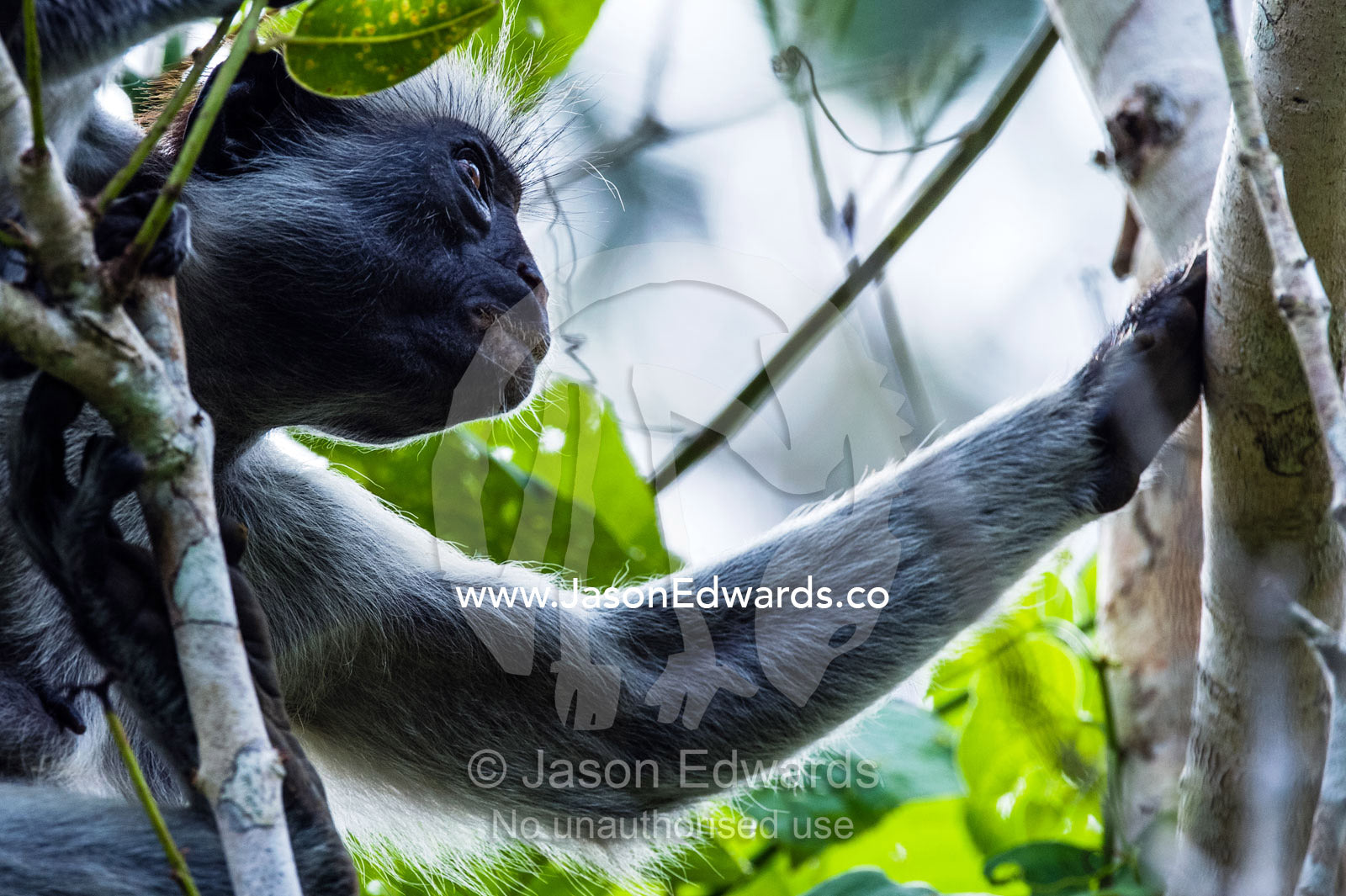 The muscular bicep of a female Zanzibar Red Colobus resting in the canopy of a Coral Rag Forest. Unguja Island, Jozani Chwaka Bay National Park, Zanzibar, Tanzania