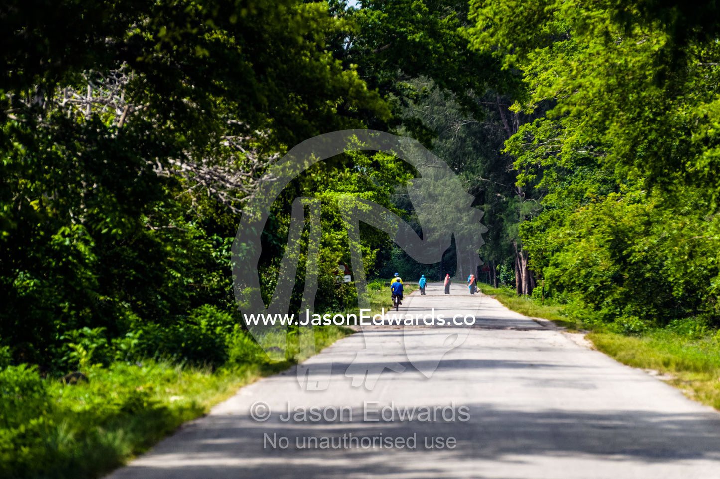 Farmers and villagers use a road through a national park to commute to work. Unguja Island, Jozani Chwaka Bay National Park, Zanzibar, Tanzania.