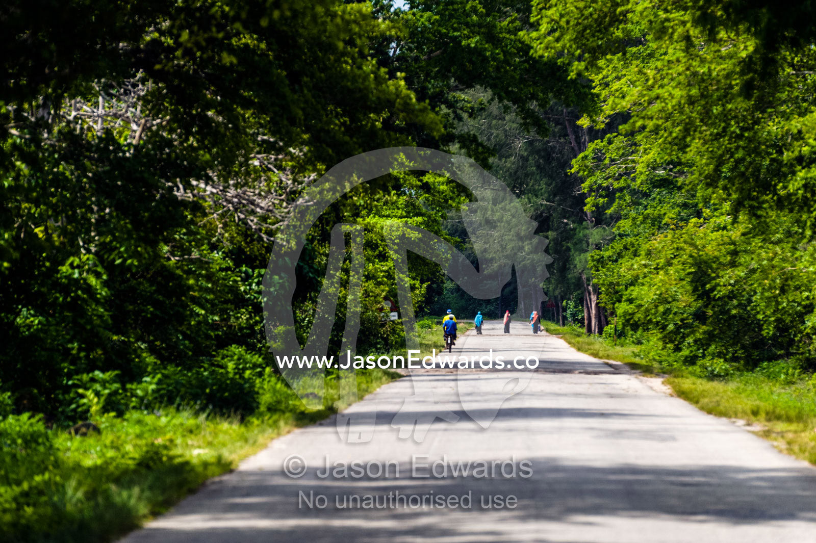 Farmers and villagers use a road through a national park to commute to work. Unguja Island, Jozani Chwaka Bay National Park, Zanzibar, Tanzania.