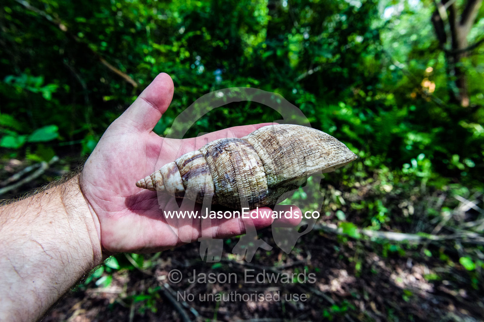 The enormous shell of an East African Land Snail in the hand of an adult male. Unguja Island, Jozani Chwaka Bay National Park, Zanzibar, Tanzania.