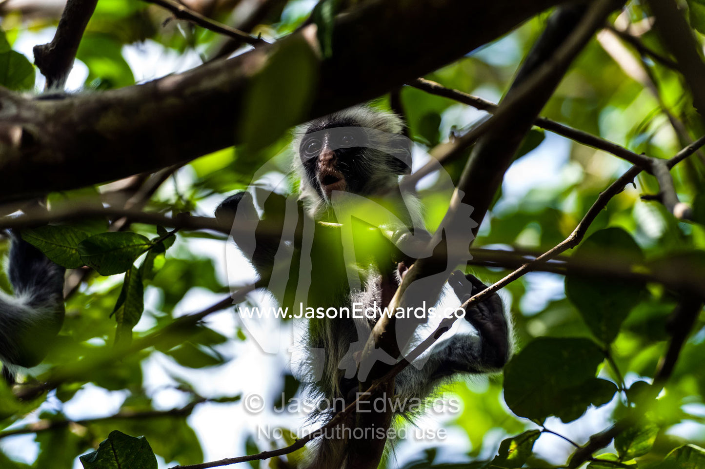 A Zanzibar Red Colobus infant calling to it's mother in the canopy of a Coral Rag Forest. Ungula Island, Jozani Chwaka Bay National Park, Zanzibar, Tanzania.