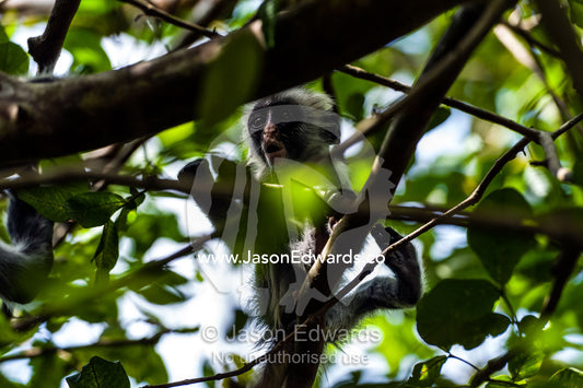 A Zanzibar Red Colobus infant calling to it's mother in the canopy of a Coral Rag Forest. Ungula Island, Jozani Chwaka Bay National Park, Zanzibar, Tanzania.