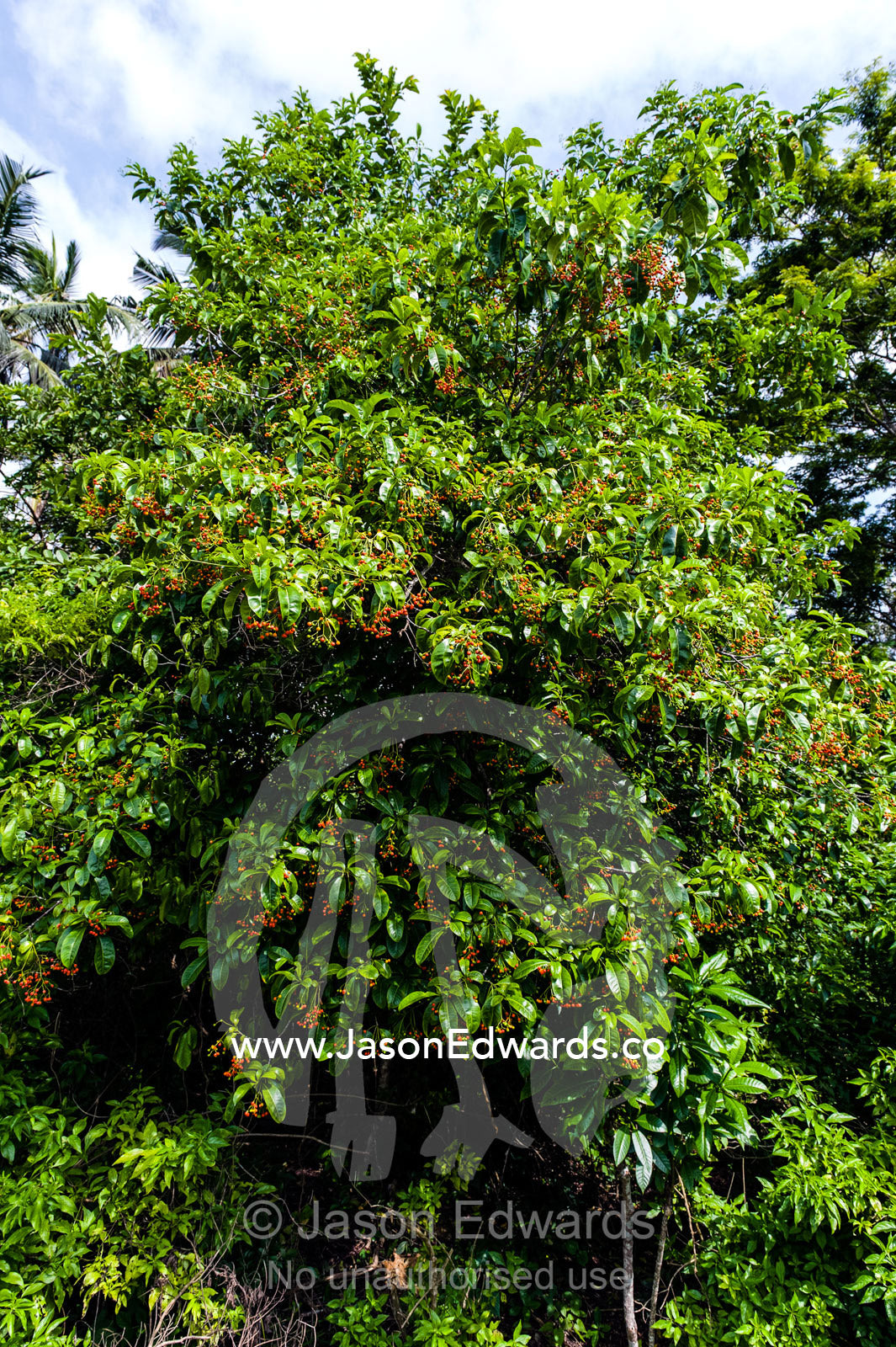 An evergreen fruit tree on the verge of a Coral Rag Forest. Unguja Island, Jozani Chwaka Bay National Park, Zanzibar, Tanzania.