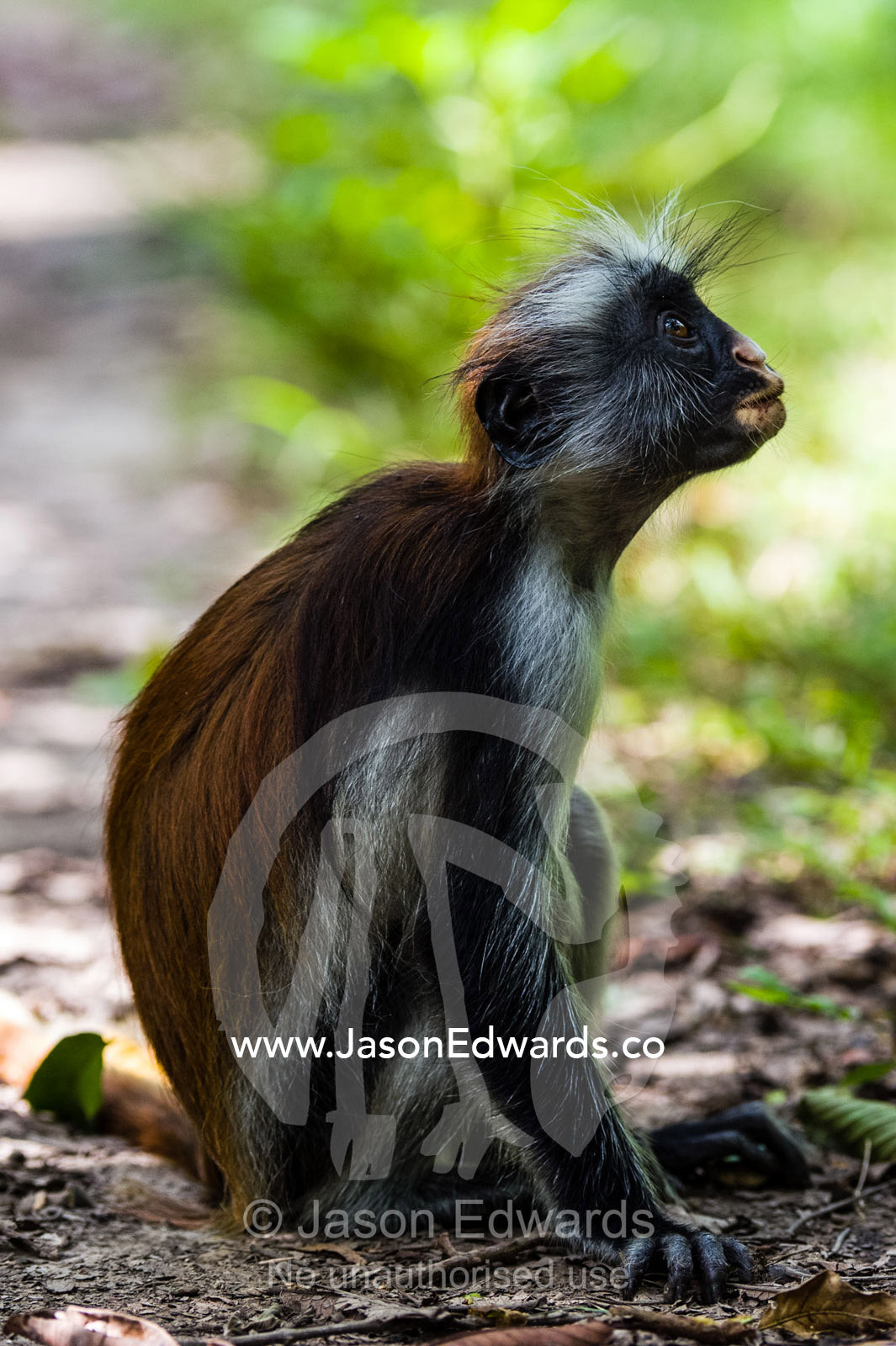 A sub-adult arboreal Zanzibar Red Colobus resting on the ground in a Coral Rag Forest. Unguja Island, Jozani Chwaka Bay National Park, Zanzibar, Tanzania.