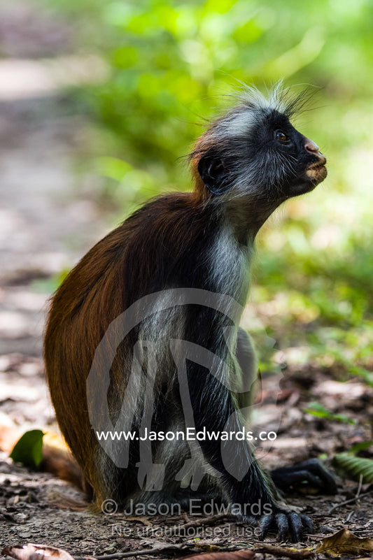 A sub-adult arboreal Zanzibar Red Colobus resting on the ground in a Coral Rag Forest. Unguja Island, Jozani Chwaka Bay National Park, Zanzibar, Tanzania.