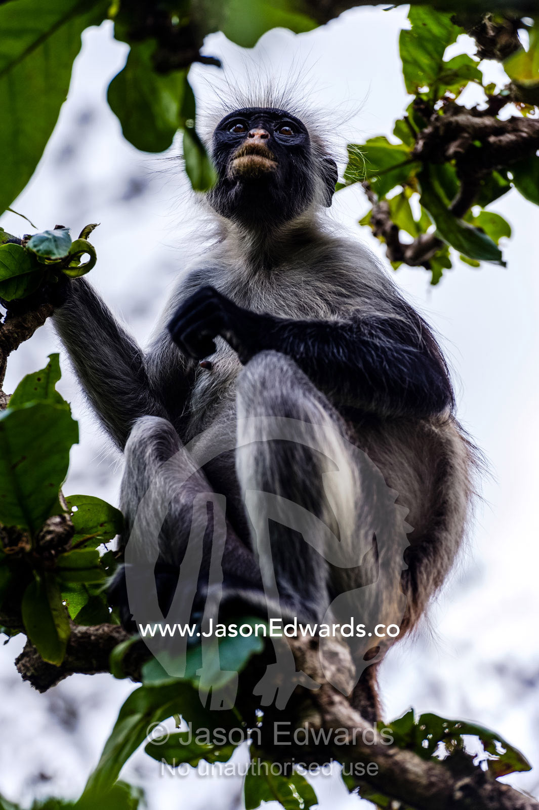 A Zanzibar Red Colobus sitting in the canopy of a Coral Rag Forest. Unguja Island, Jozani Chwaka Bay National Park, Zanzibar, Tanzania
