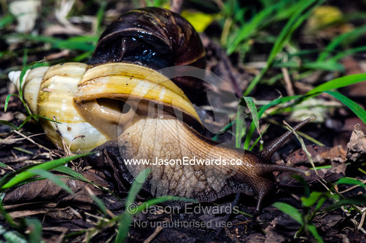 An enormous East African Land Snail breathing through it's respiratory pore beneath it's shell. Unguja Island, Jozani Chwaka Bay National Park, Zanzibar, Tanzania