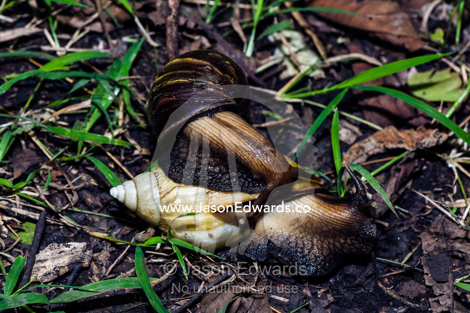 A pair of enormous East African Land Snails mating on the forest floor. Unguja Island, Jozani Chwaka Bay National Park, Zanzibar, Tanzania.