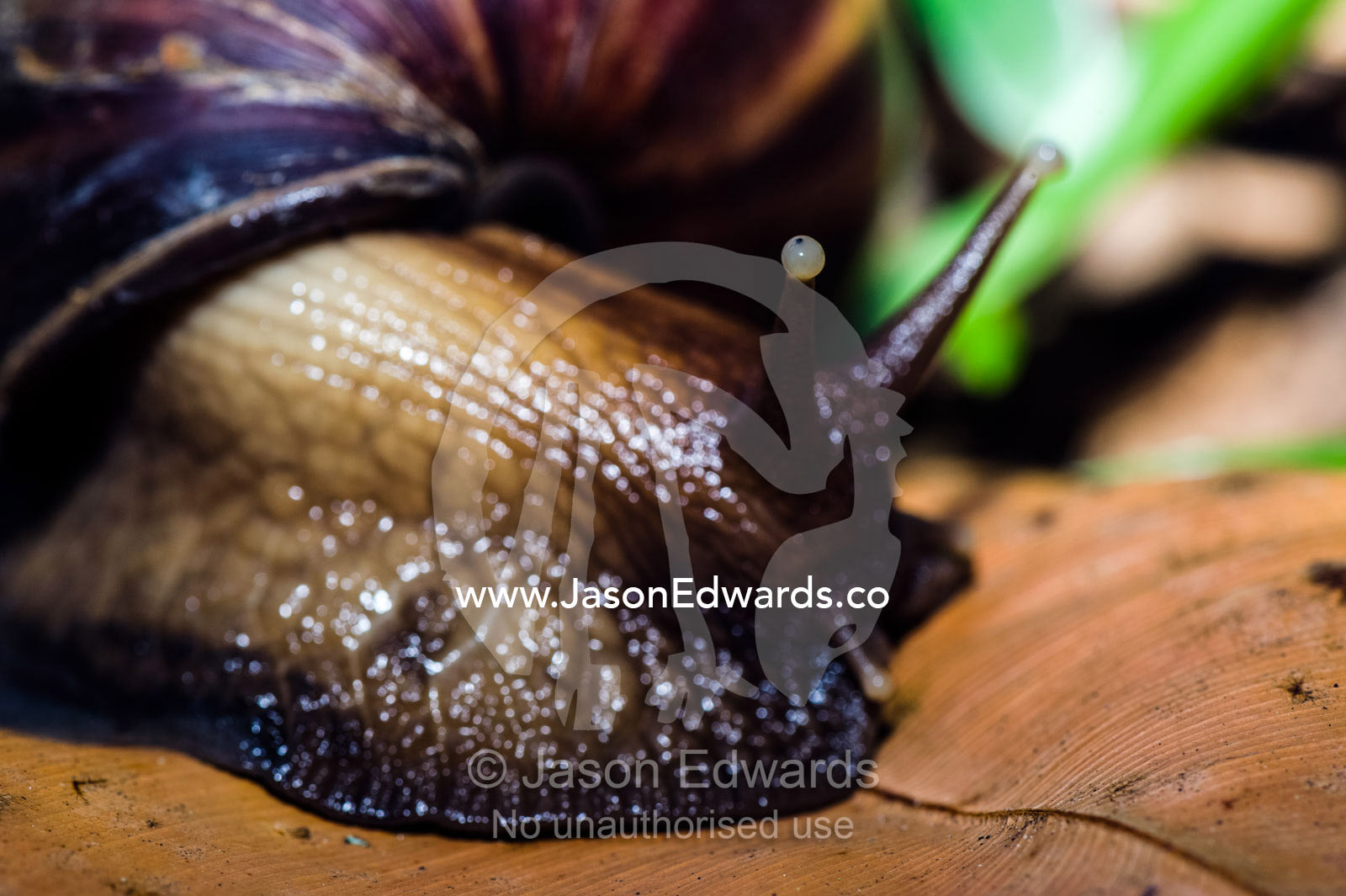 The eyespot on the end of a tentacle of an enormous East African Land Snail on the forest floor. Unguja Island, Jozani Chwaka Bay National Park, Zanzibar, Tanzania.