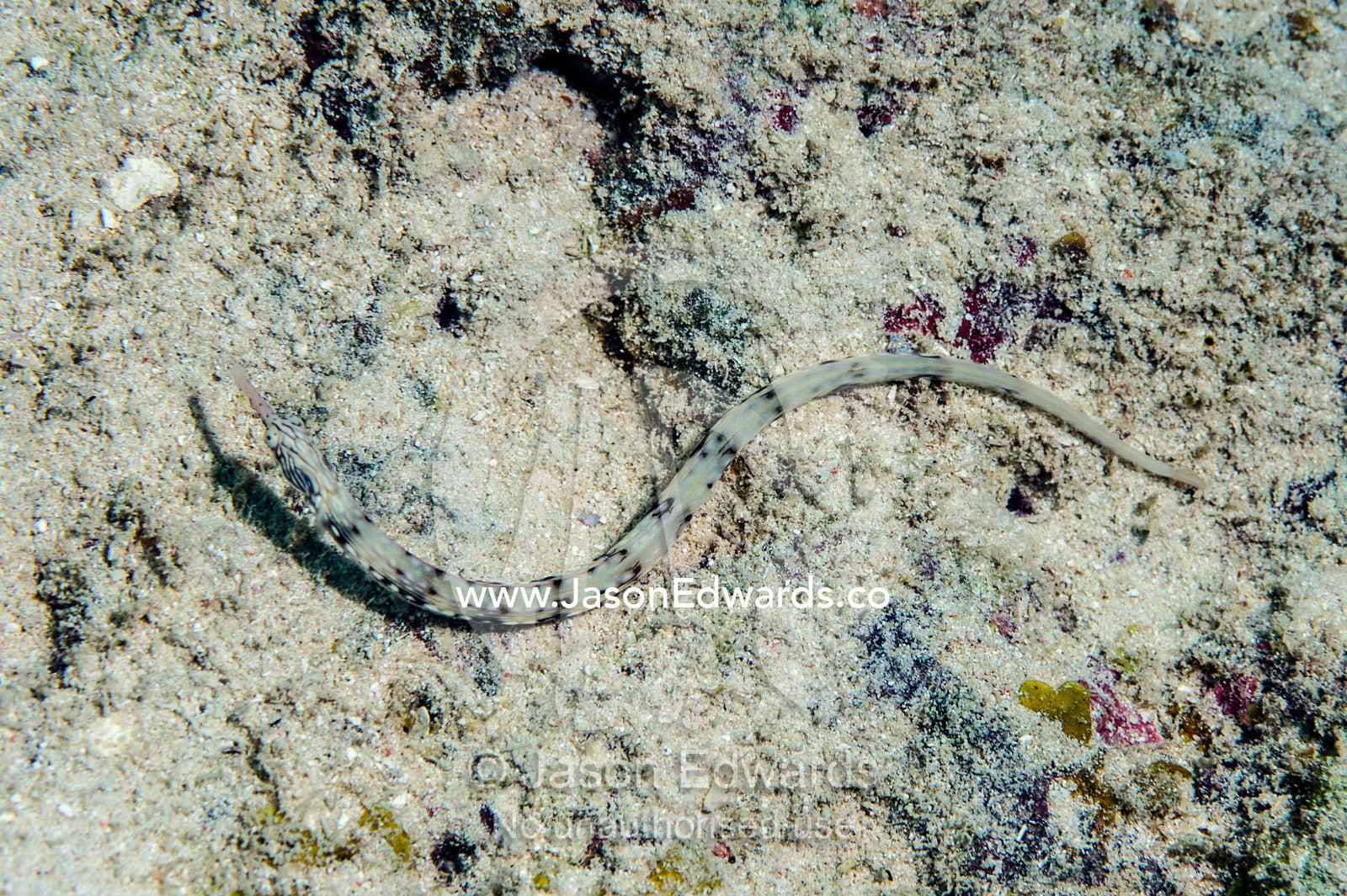 A Pipefish camouflaged against the sand on the ocean floor. Bwejuu, Blue Lagoon Reef, Unguja Island, Zanzibar, Tanzania.