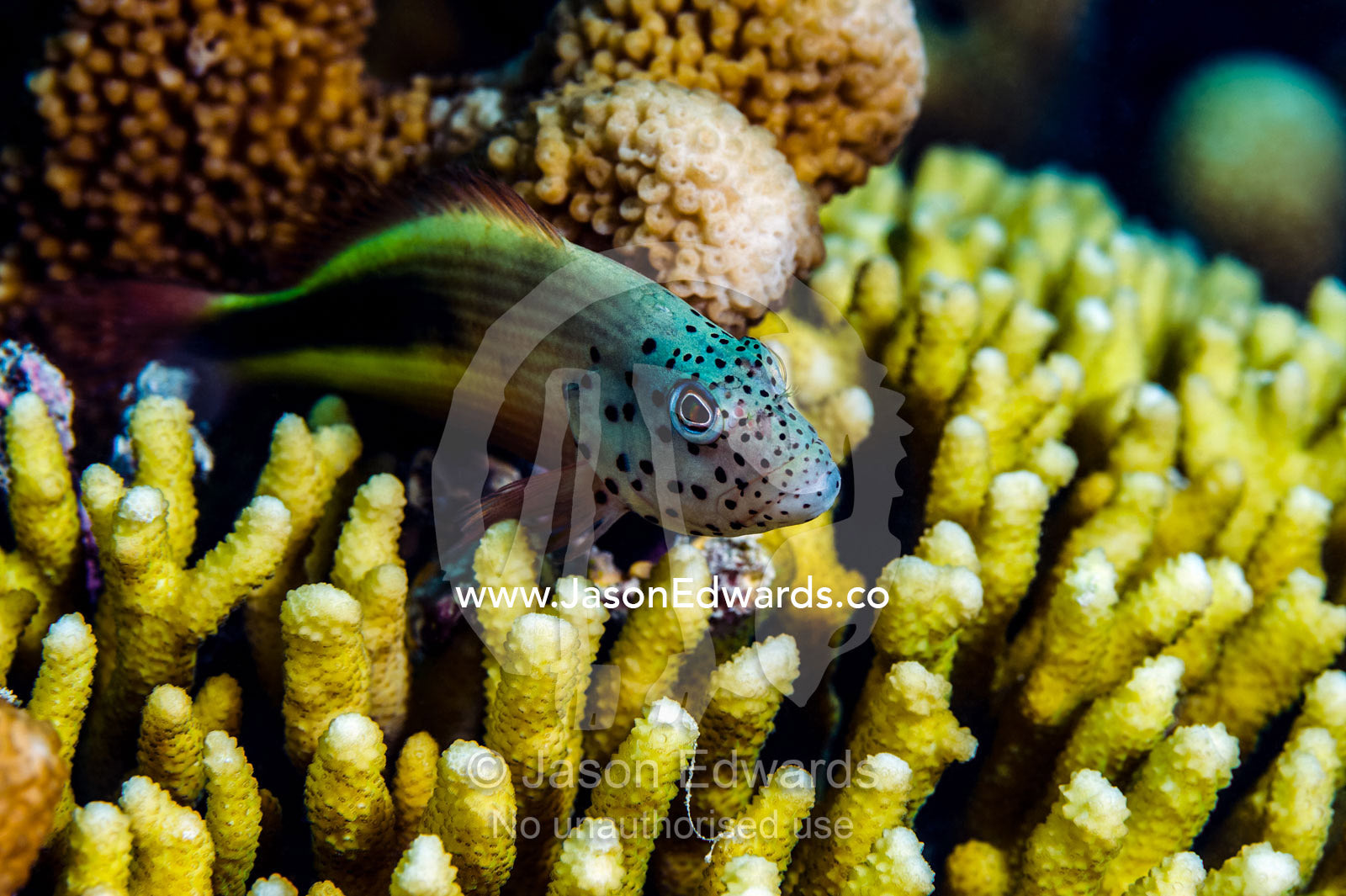 A Blackside hawkfish with a spotted face patrols it's territory on a tropical reef from a perch on a hard coral. Bwejuu, Blue Lagoon Reef, Unguja Island, Zanzibar, Tanzania.