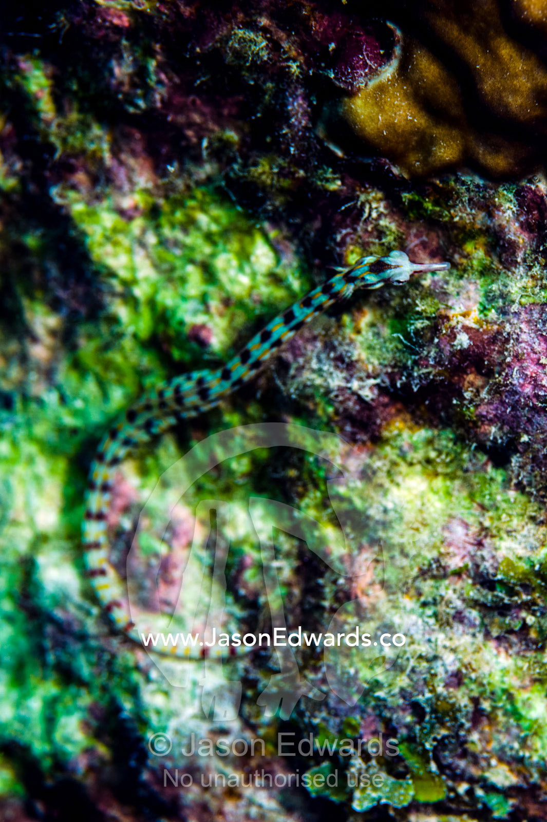 A tiny pipefish resting on a colourful tropical coral reef. Bwejuu, Blue Lagoon Reef, Unguja Island, Zanzibar, Tanzania.