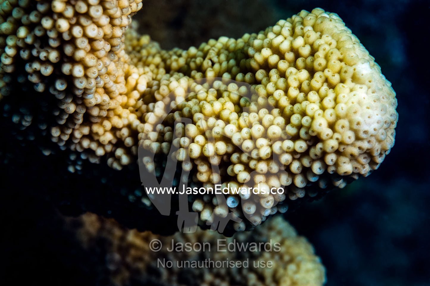 A colony of coral polyps resembling eyeballs on a tropical reef. Bwejuu, Blue Lagoon Reef, Unguja Island, Zanzibar, Tanzania.