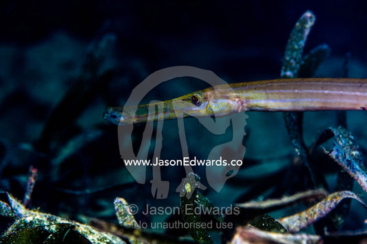 A bright pink Pipefish swimming above a bed of seagrass near a tropical coral reef. Bwejuu, Blue Lagoon Reef, Unguja Island, Zanzibar, Tanzania.