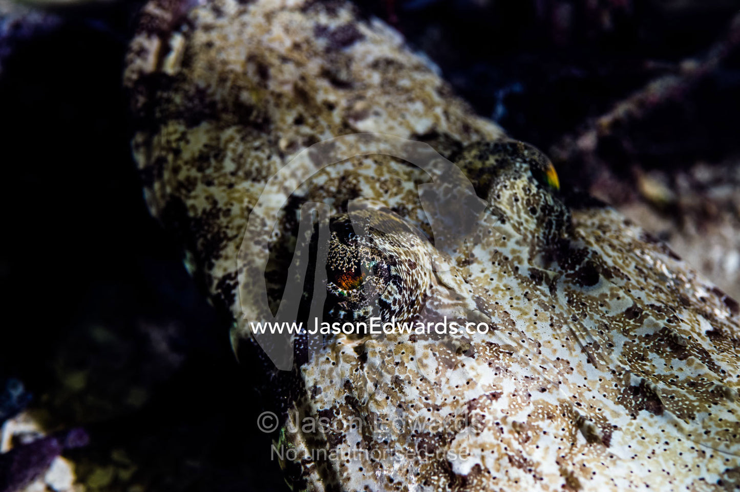 The camouflaged eyes of a Crocodile Fish resting beneath a rock ledge on a tropical coral reef. Bwejuu, Blue Lagoon Reef, Unguja Island, Zanzibar, Tanzania.