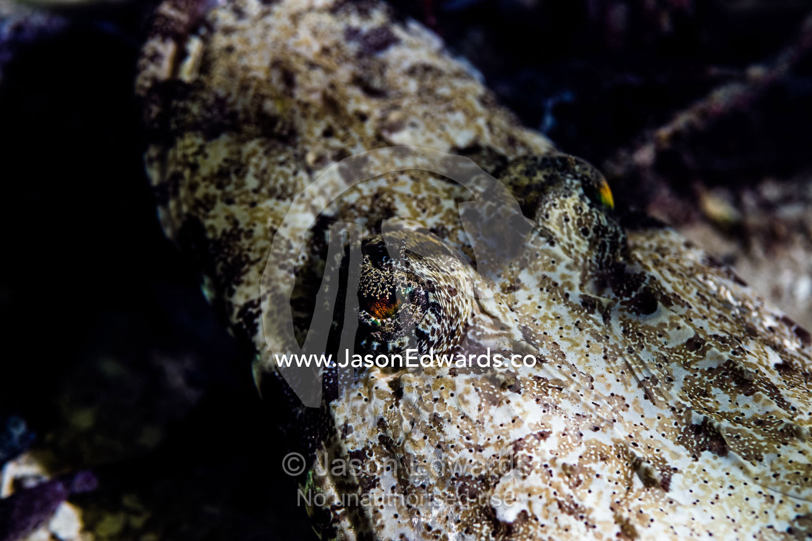 The camouflaged eyes of a Crocodile Fish resting beneath a rock ledge on a tropical coral reef. Bwejuu, Blue Lagoon Reef, Unguja Island, Zanzibar, Tanzania.