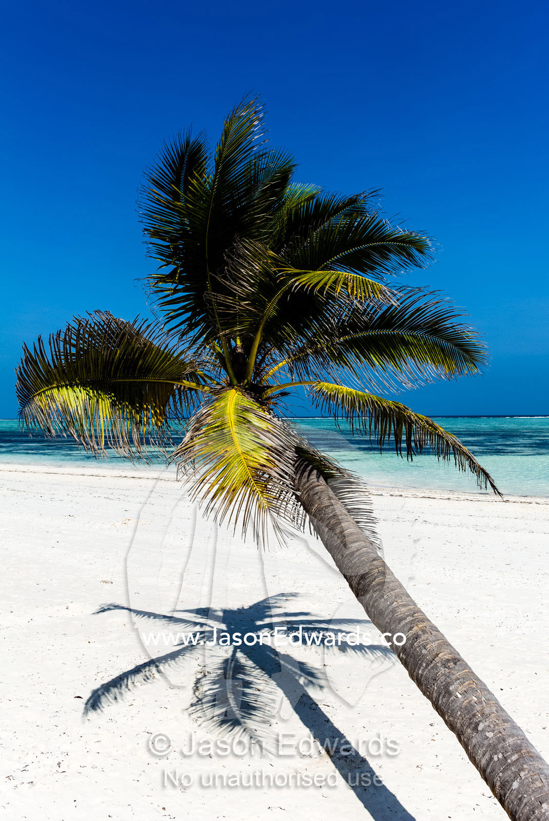 A palm tree on a pristine tropical island beach overlooking the turquoise waters of the Indian Ocean. Bwejuu, Echo Beach Hotel, Echo Beach, Unguja Island, Zanzibar, Tanzania.