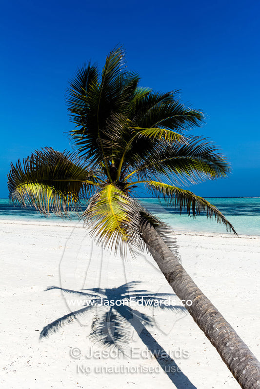 A palm tree on a pristine tropical island beach overlooking the turquoise waters of the Indian Ocean. Bwejuu, Echo Beach Hotel, Echo Beach, Unguja Island, Zanzibar, Tanzania.