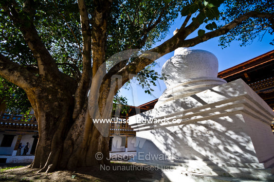 An ancient tree spreads its wide canopy over a chorten in the courtyard of a Buddhist monastery. Punakha Dzong, Punakha dzongkhag, Punakha District, Bhutan.