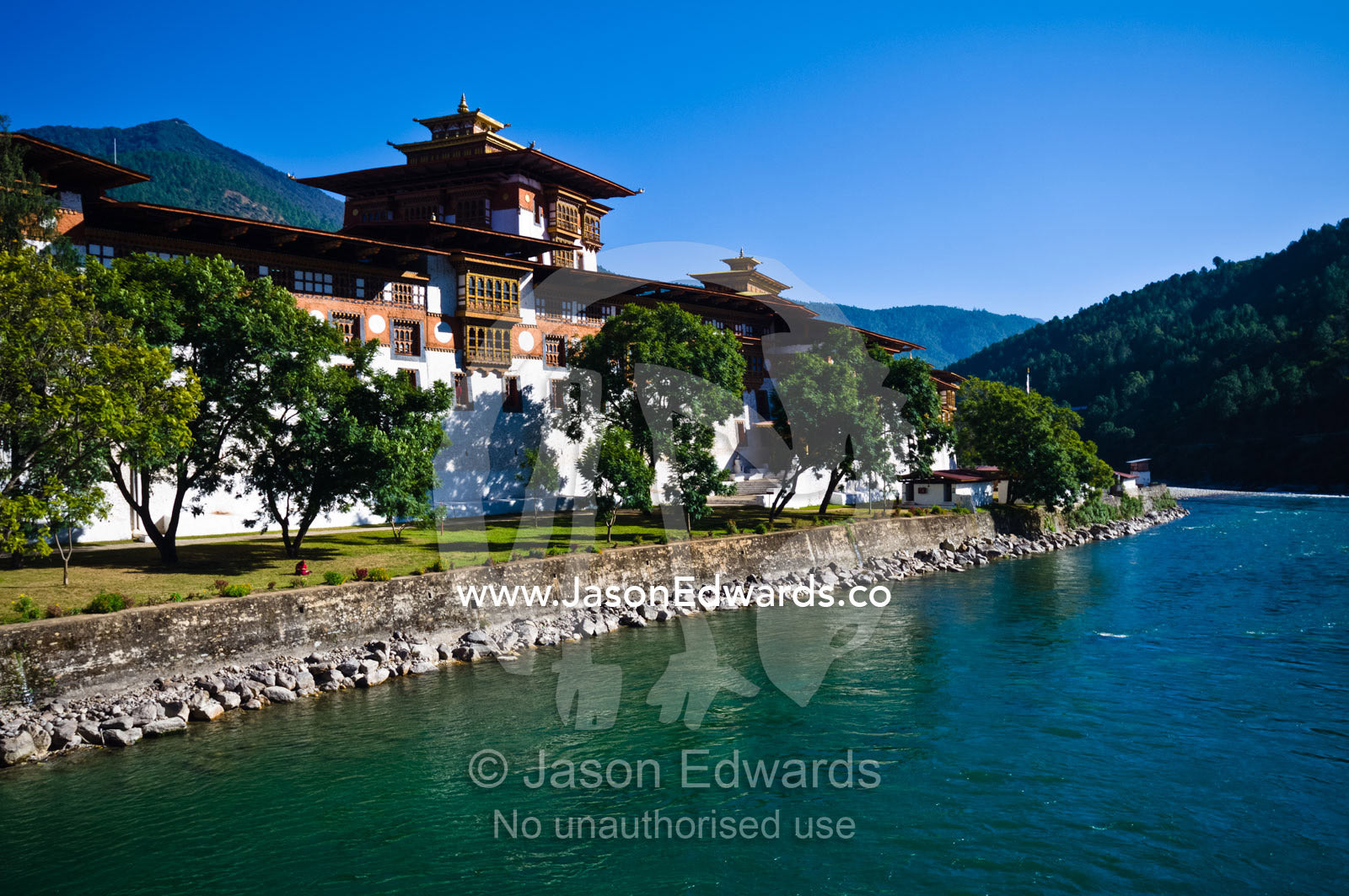 A massive Buddhist monastery shaded by Jacaranda trees on the shore of a turquoise alpine river. Punakha Dzong, Punakha dzongkhag, Punakha District, Bhutan.
