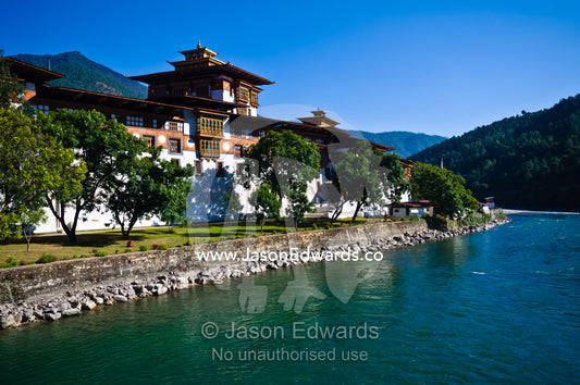 A massive Buddhist monastery shaded by Jacaranda trees on the shore of a turquoise alpine river. Punakha Dzong, Punakha dzongkhag, Punakha District, Bhutan.
