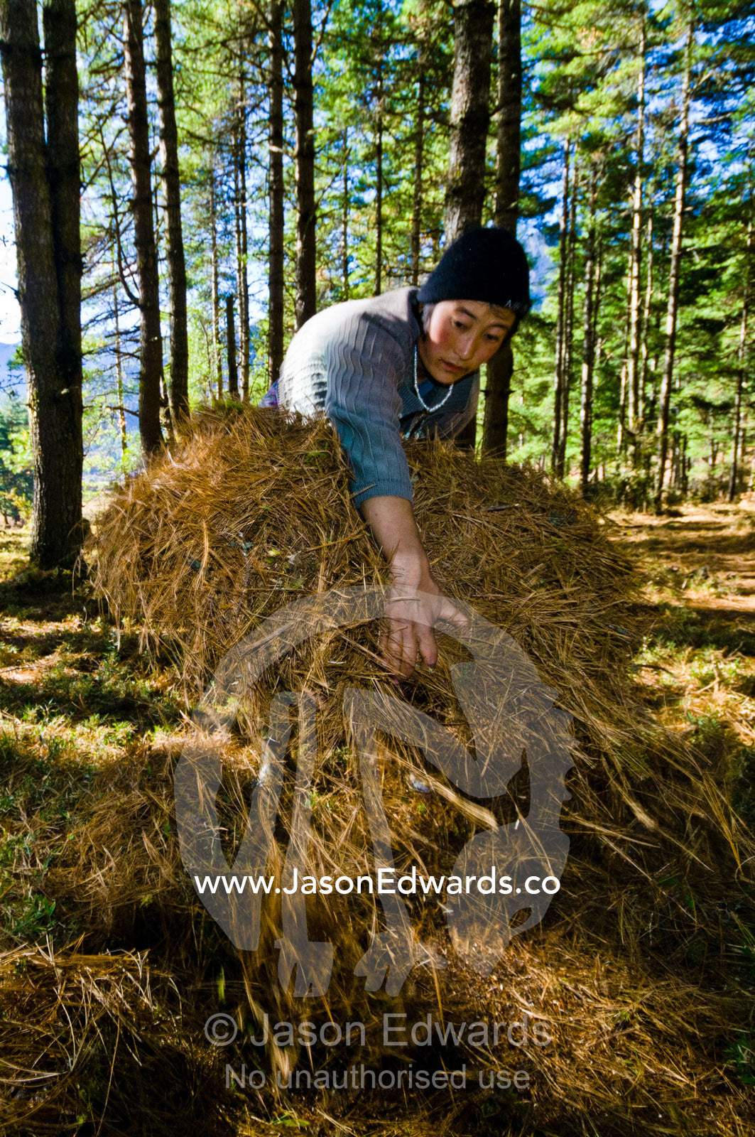 A farmer rakes and gathers pine needles in a bundle to be used as bedding in the barn for her animals. Phobjikha Conservation Area, Phobjika Valley, Phobjikha Valley, Gangteng Valley, Black Mountains, Bhutan.