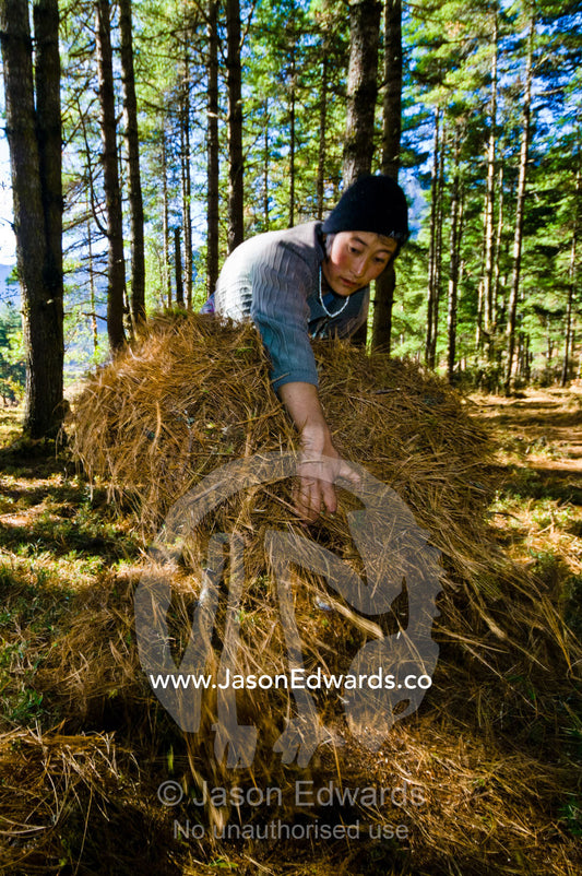 A farmer rakes and gathers pine needles in a bundle to be used as bedding in the barn for her animals. Phobjikha Conservation Area, Phobjika Valley, Phobjikha Valley, Gangteng Valley, Black Mountains, Bhutan.
