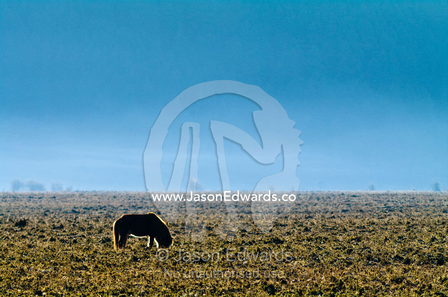 The silhouette of a chestnut Bhotia Pony grazing in a high altitude wetland floodplain on a cold morning. Phobjikha Conservation Area, Phobjika Valley, Phobjikha Valley, Gangteng Valley, Black Mountains, Bhutan.