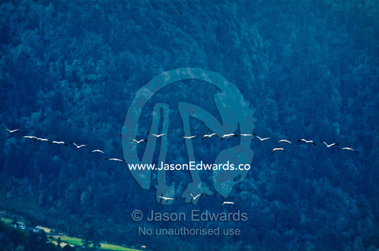 A flock of vulnerable black-necked cranes flying in formation through a forested Himalaya valley. Phobjikha Conservation Area, Phobjika Valley, Phobjikha Valley, Gangteng Valley, Black Mountains, Bhutan.