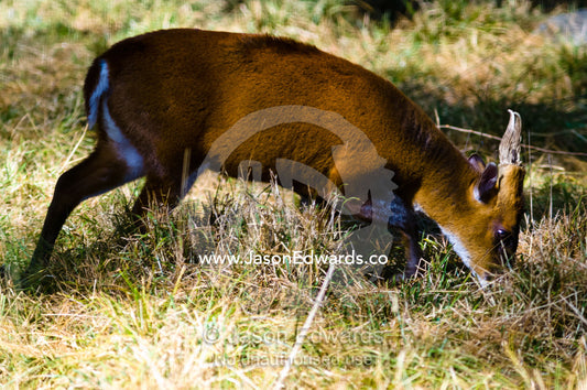 A Muntjac, also known as a Barking Deer, grazing on short alpine grasses. Motithang Takin Preserve, Motithang District, Thimphu, Bhutan.