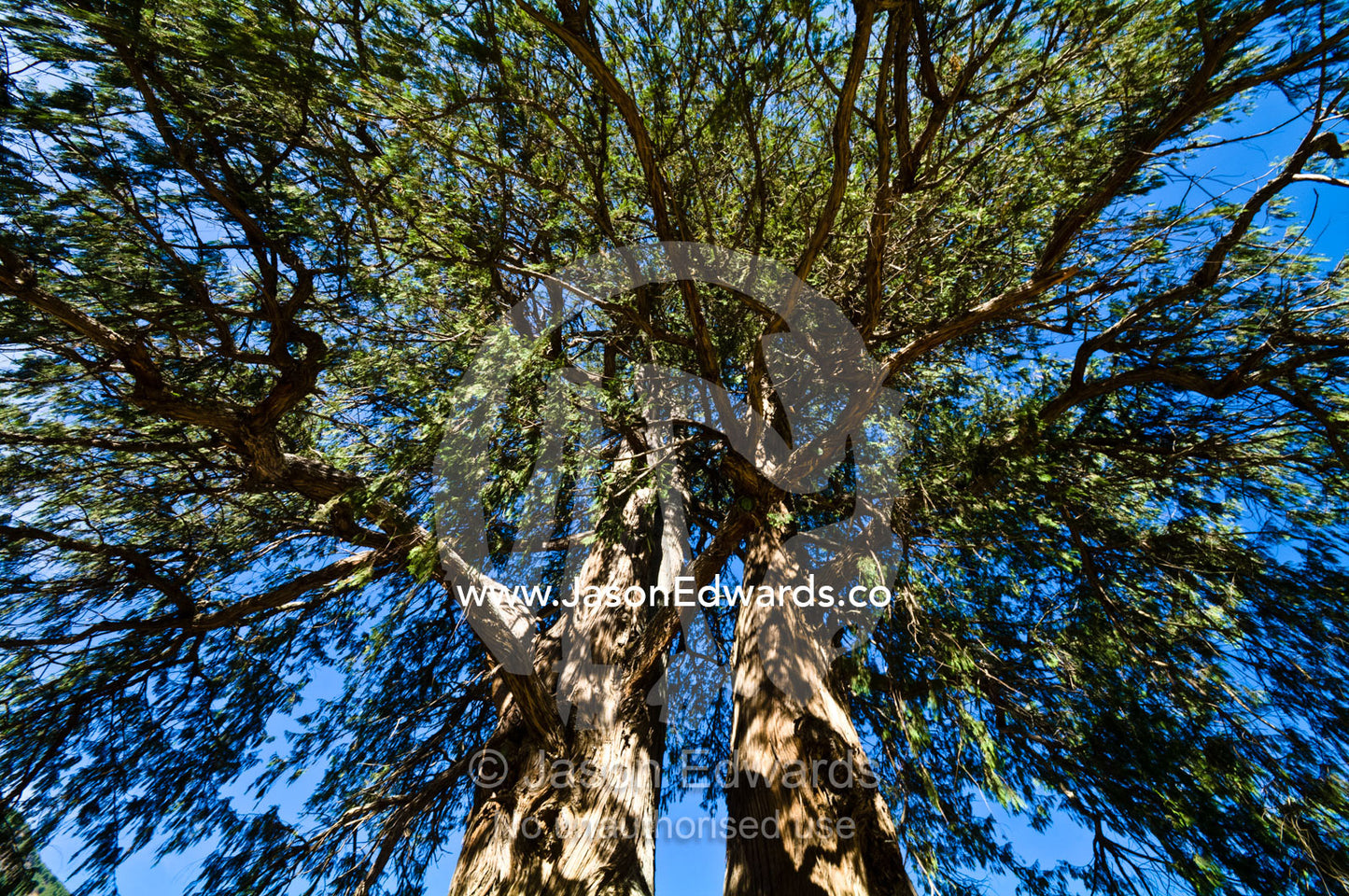 The enormous ribbed trunk and sprawling canopy of Bhutan's national tree the Bhutan Cypress. Pangri Zampa Astrology School, Thimphu, Thimphu District, Bhutan.