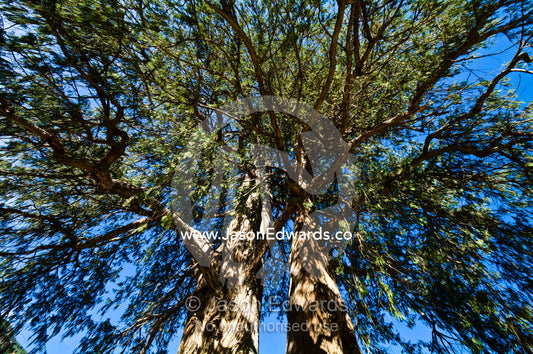The enormous ribbed trunk and sprawling canopy of Bhutan's national tree the Bhutan Cypress. Pangri Zampa Astrology School, Thimphu, Thimphu District, Bhutan.