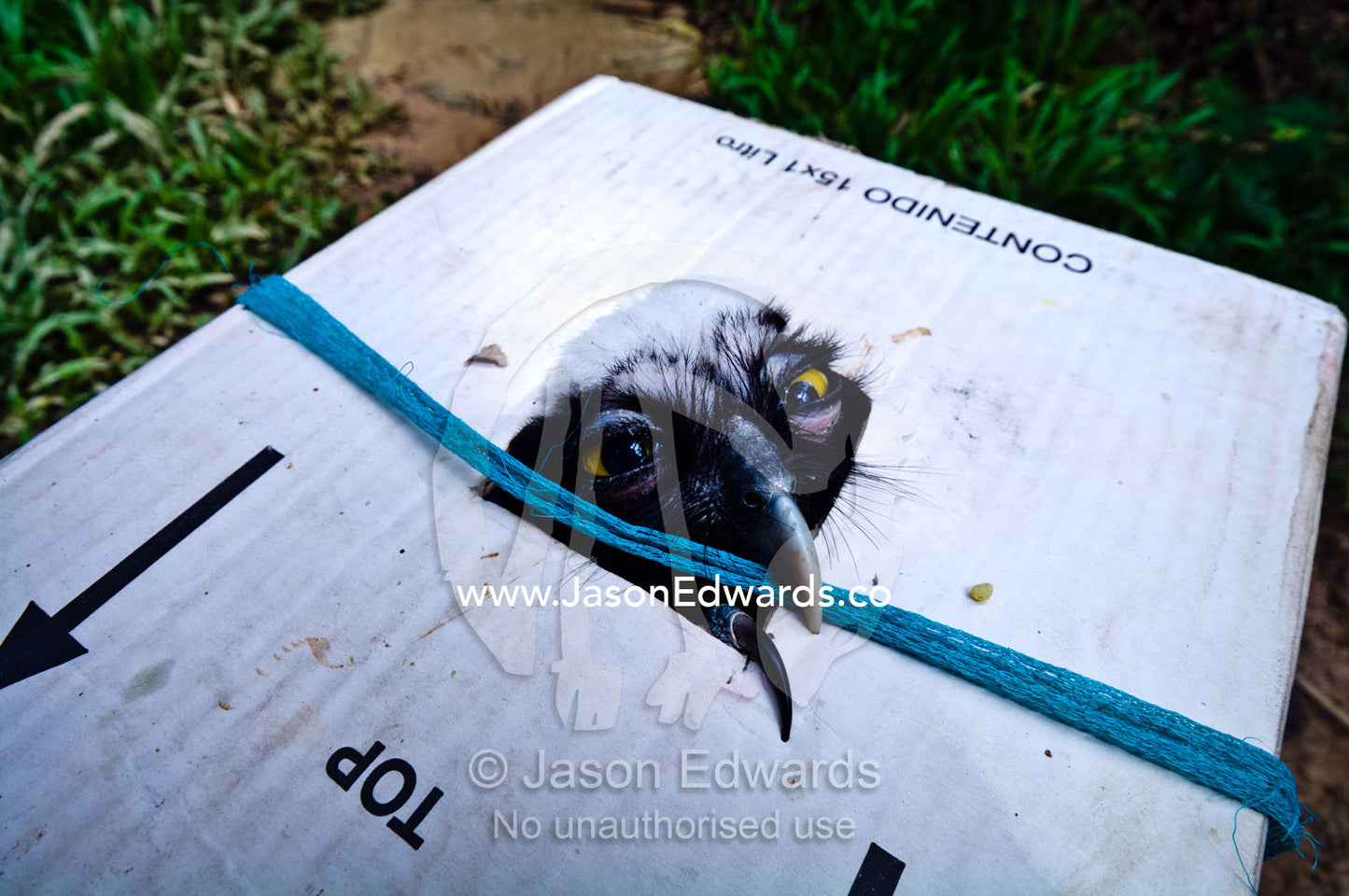 The defeated stare of a Spectacled Owl as it peers through a hole in a poachers cardboard box. Iquitos, Amazon Basin, Loreto Region, Maynas Province, Peru.