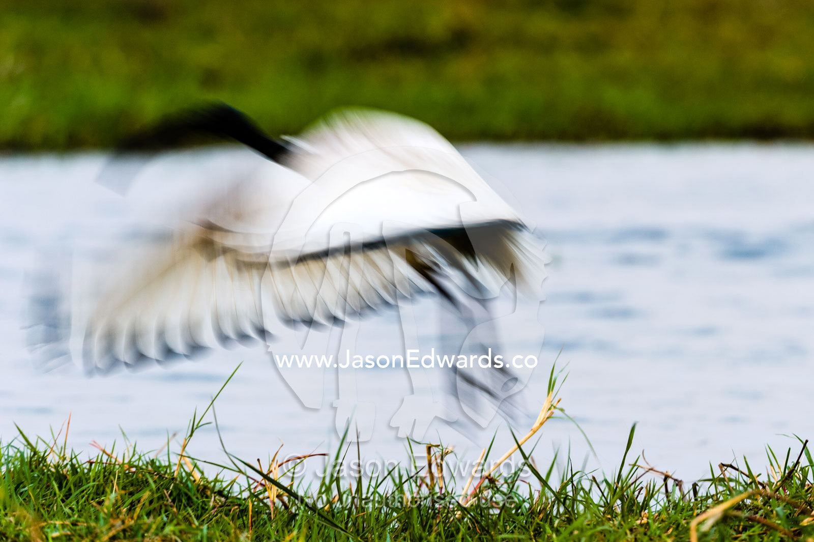In a flurry of feathers and wings a sacred Ibis takes flight from a wetland. Chobe River, Chobe National Park, Botswana, Africa.