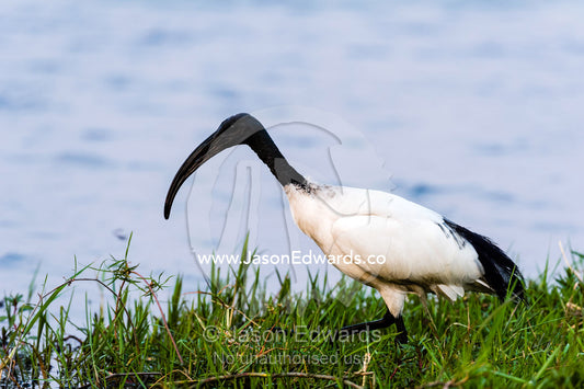 A sacred Ibis forages for food along the grassy shoreline of a wetland. Chobe River, Chobe National Park, Botswana, Africa.