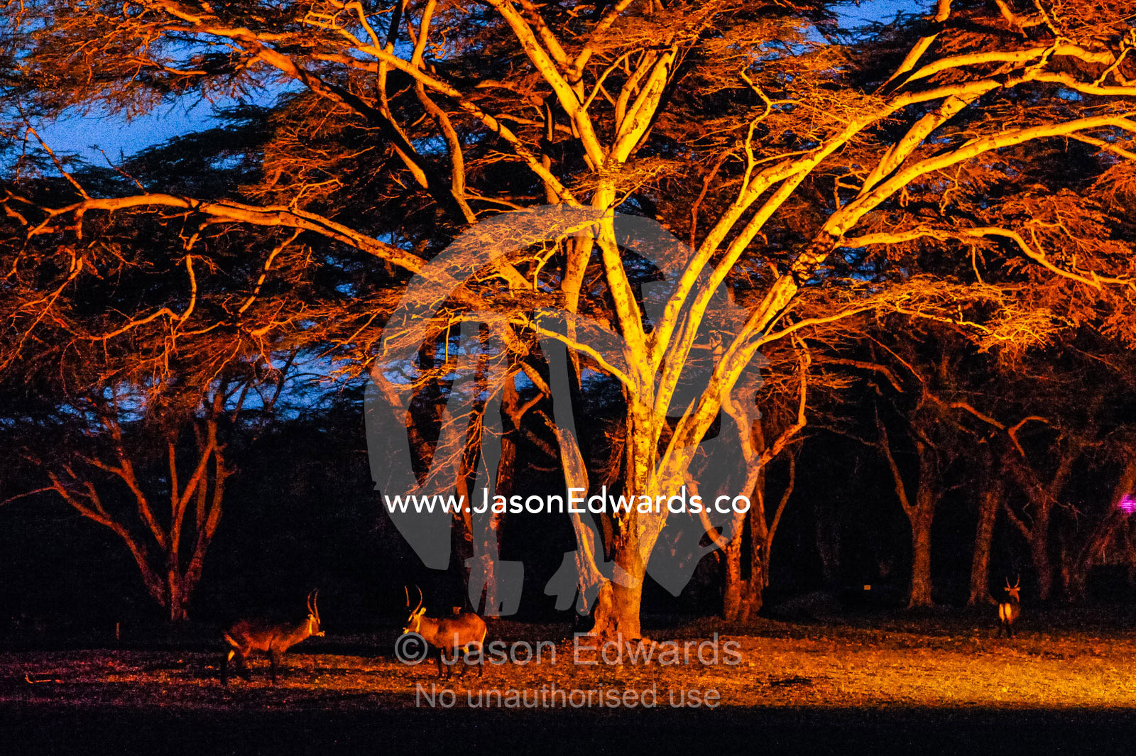 Waterbuck gather beneath a huge acacia tree lit by a floodlight at a safari lodge. Lake Naivasha, Nakuru County, Great Rift Valley, Kenya.