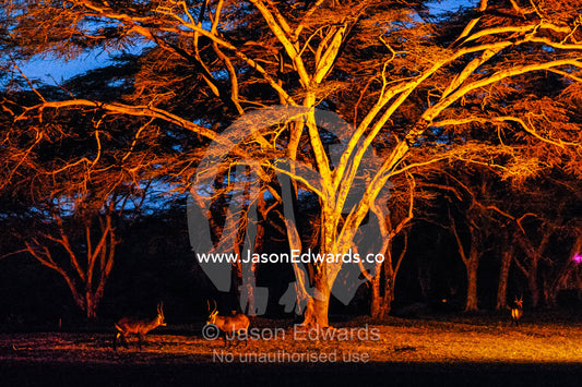 Waterbuck gather beneath a huge acacia tree lit by a floodlight at a safari lodge. Lake Naivasha, Nakuru County, Great Rift Valley, Kenya.
